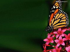 Natura 1 copia